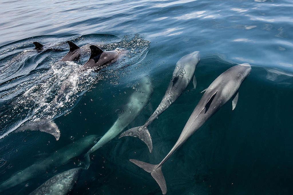 Foto da superfície do mar, com golfinhos cabeça-de-melão nadando em grupo, juntos na mesma direção