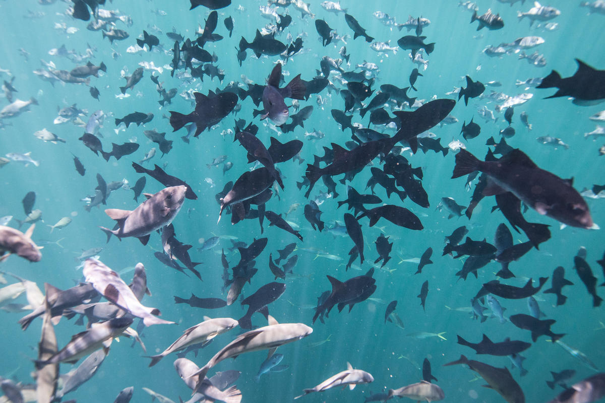 Cardume fotografado embaixo da água; peixes são da mesma espécie e mesma cor e nadam em diferentes sentidos