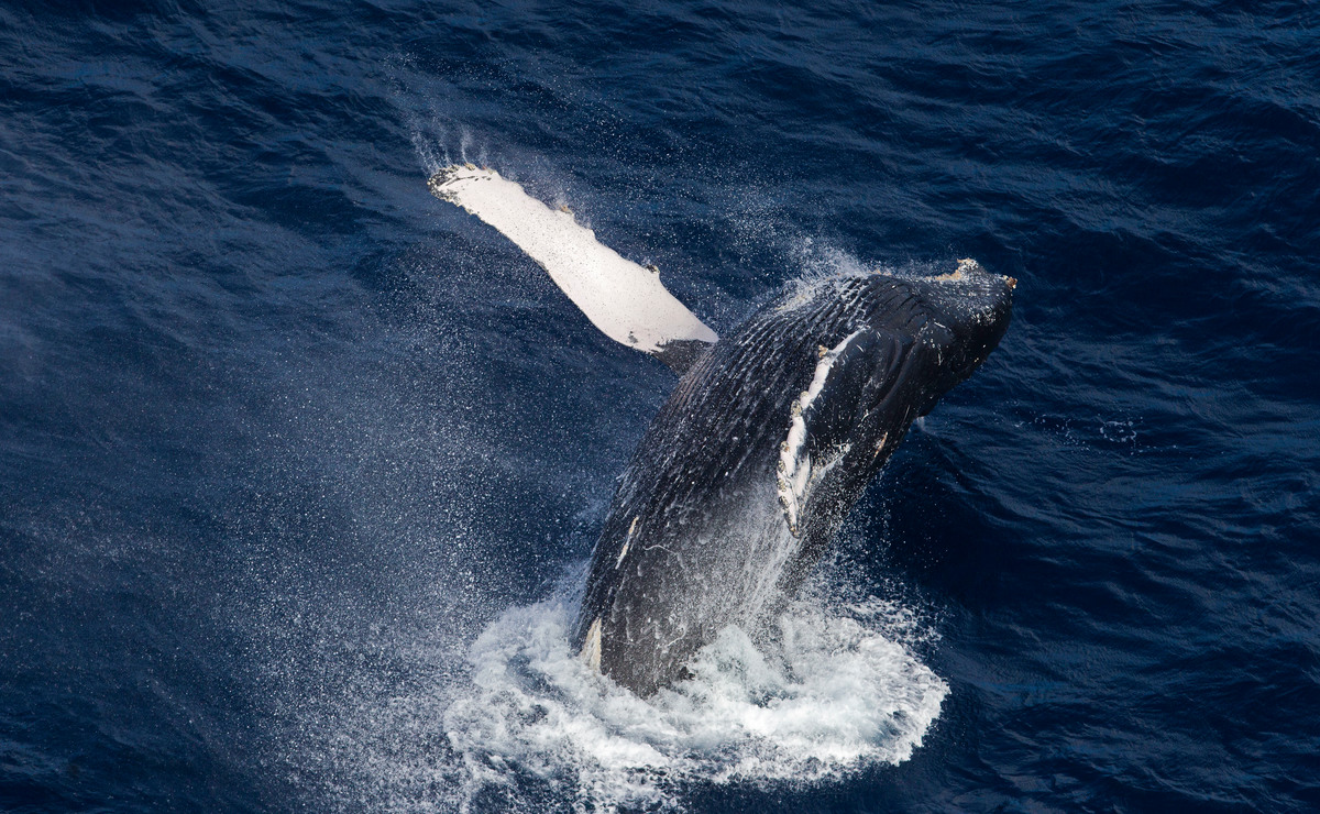 baleia-jubarte nadando no oceano