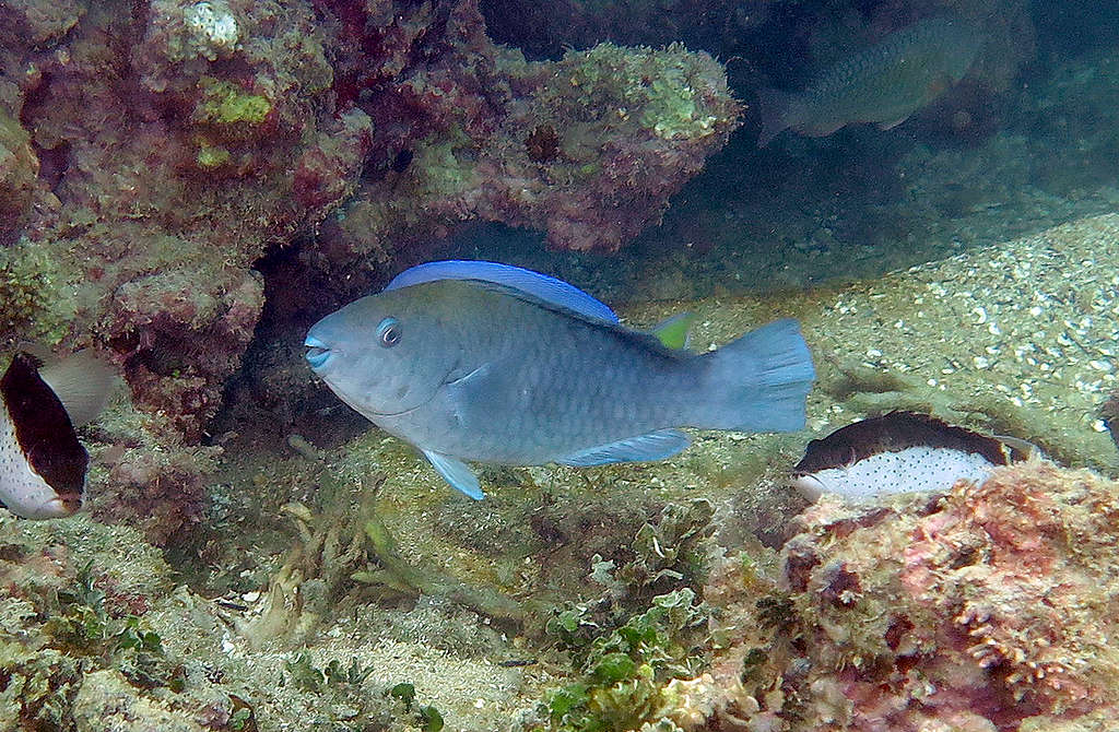 Peixe bodião-azul nada próximo ao recife de Maragogi