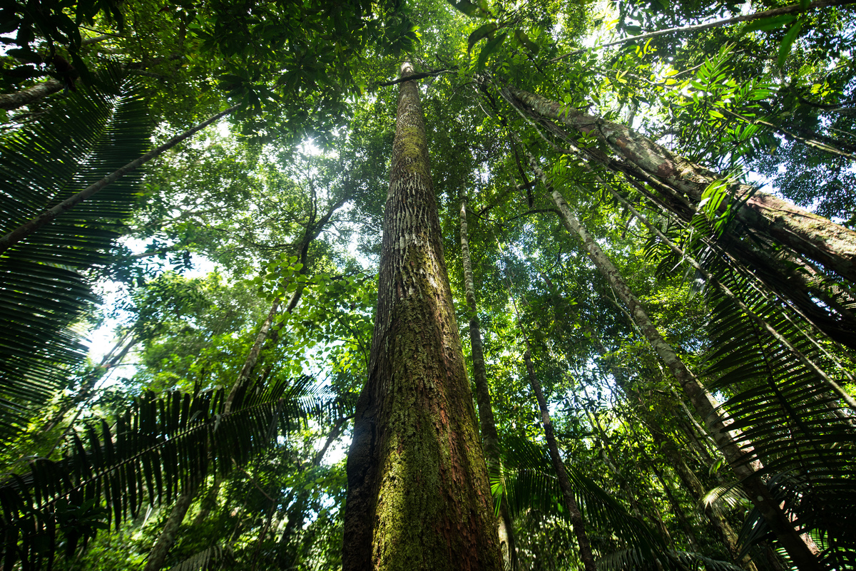 Floresta próxima ao Rio Tapajós. © Valdemir Cunha / Greenpeace