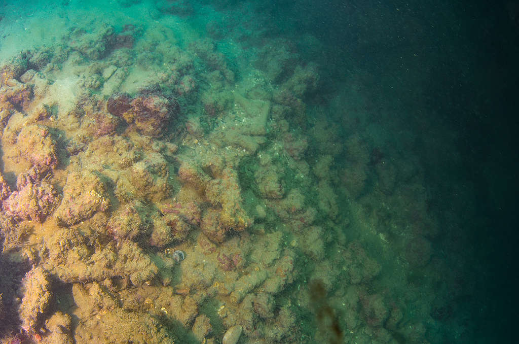 Corais da espécie Mussismilia harttii mortos no fundo do mar, em região próxima a Maracaípe, litoral sul de Pernambuco. © Max Cavalcanti / Greenpeace
