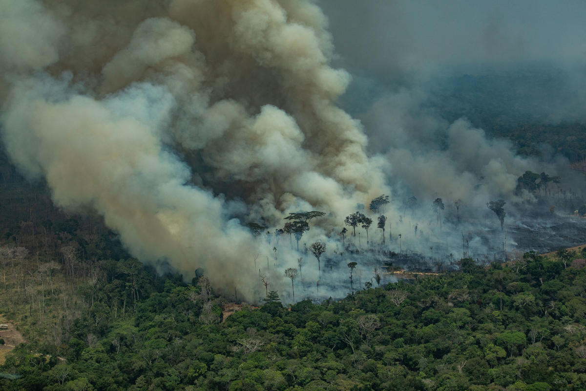fogo na floresta em Rondônia