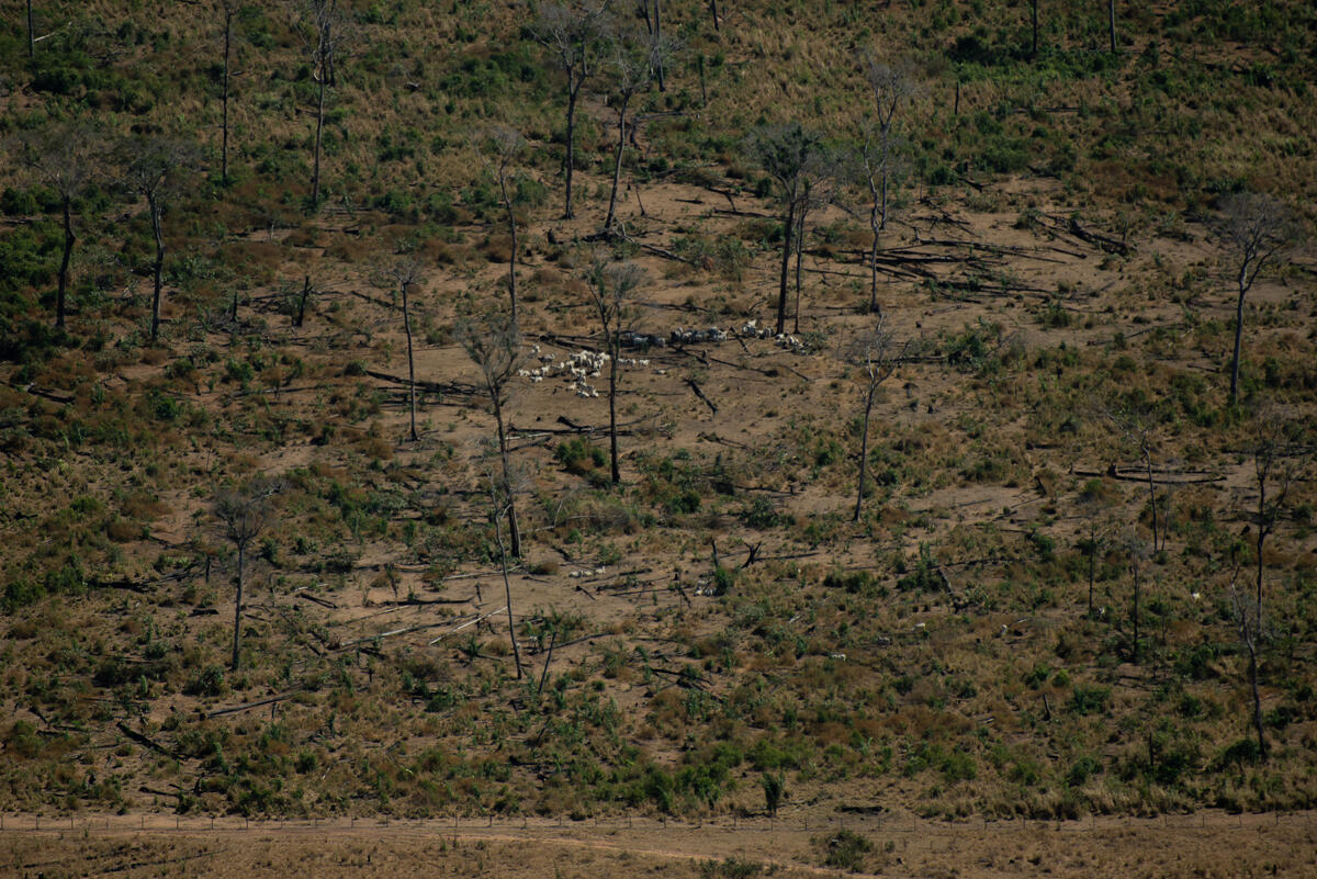 Um Ano Após o “Dia do Fogo” na Amazônia © Christian Braga / Greenpeace