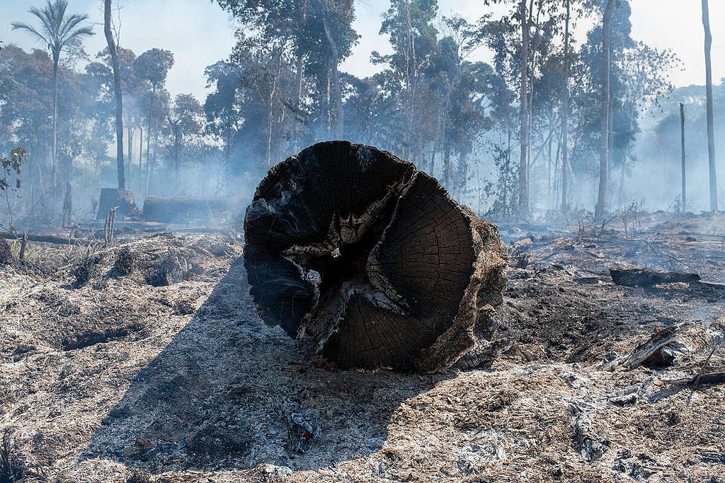 Imagem mostra tronco de árvore derrubado e queimado, com desmatamento ao fundo e muita fumaça