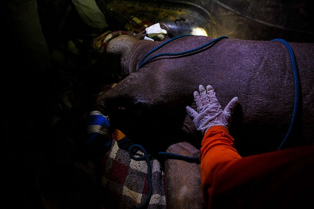 Anta recebe atendimento de veterinários voluntários, Mato Grosso, setembro de 2020 © Diego Baravelli / Greenpeace