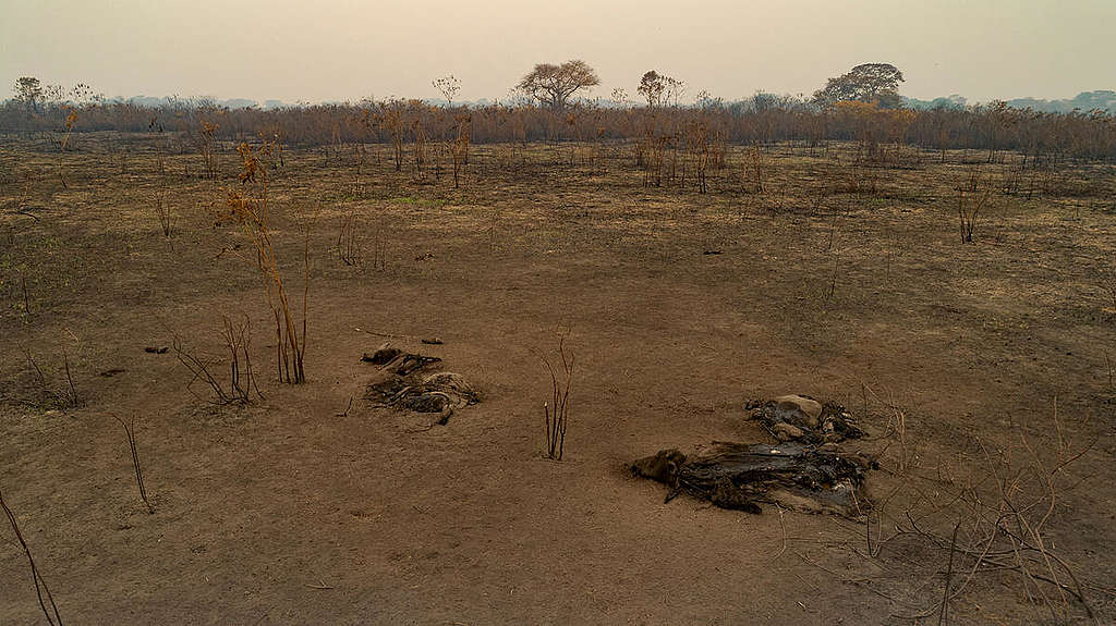 Queimadas no Pantanal, Brasil - Setembro de 2020. © Rogerio Florentino / Greenpeace