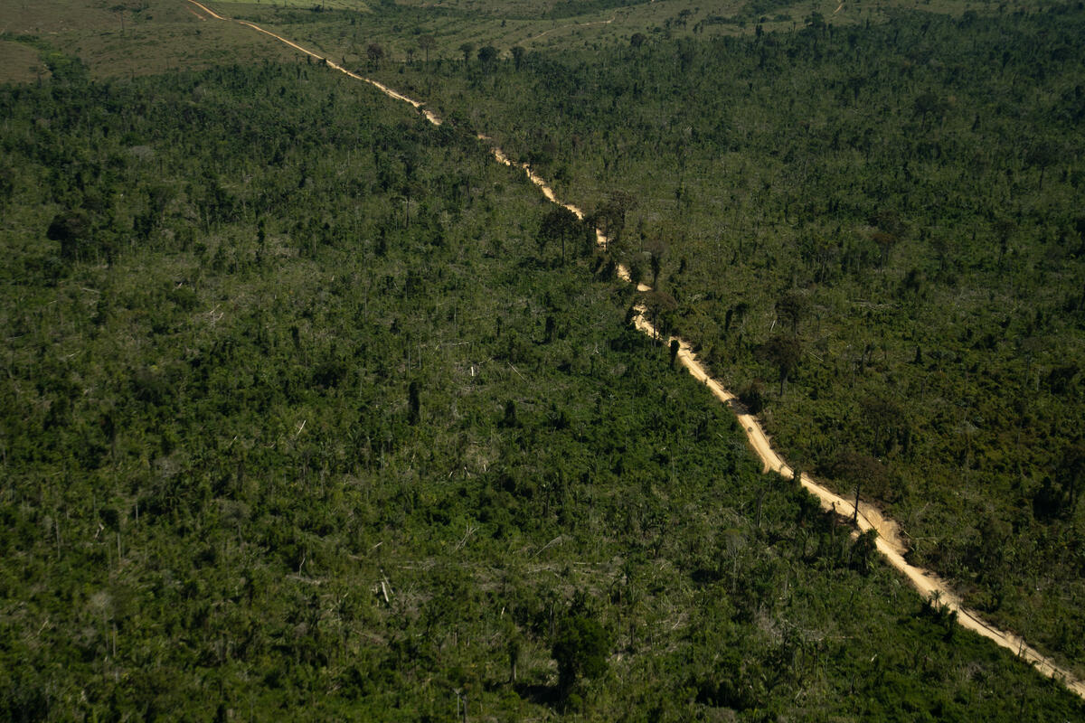 Desmatamento de 1.700 Hectares na APA Jamanxim na Amazônia. © Christian Braga / Greenpeace