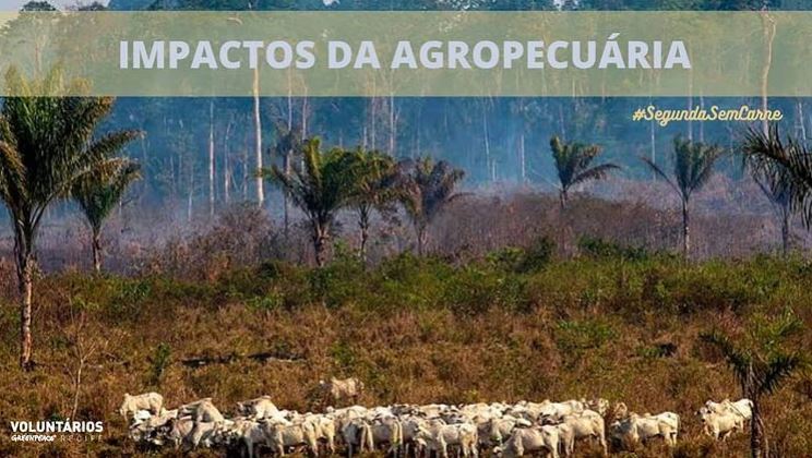Você sabe quais são os impactos da agropecuária? - Greenpeace Brasil