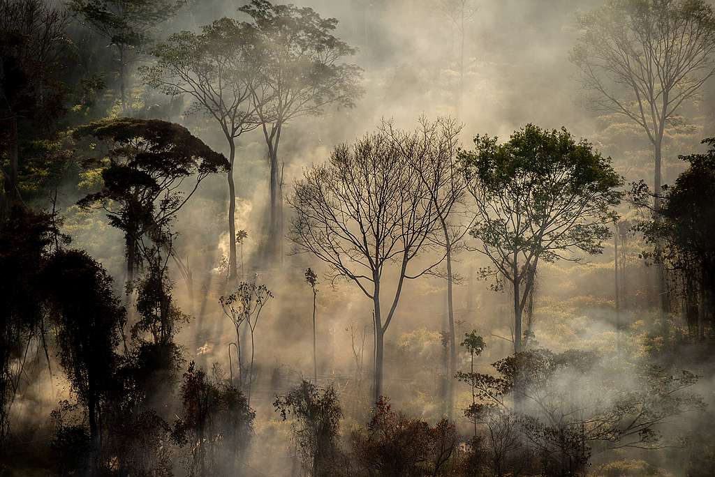 Monitoramento de Desmatamento e Queimadas na Amazônia © Christian Braga / Greenpeace