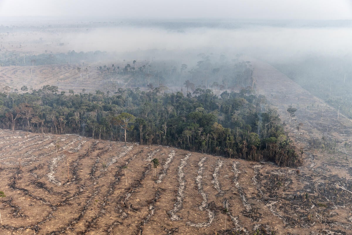 Desmatamento na Amazônia: saiba seus impactos e como evitá-lo