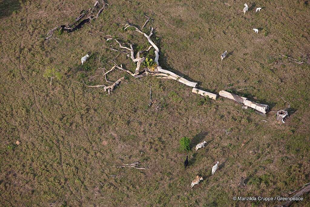 Foto aérea mostrando um pasto com gado. Ao centro temos um tronco enorme de uma árvore caída com os seus galhos espalhados pelo chão.