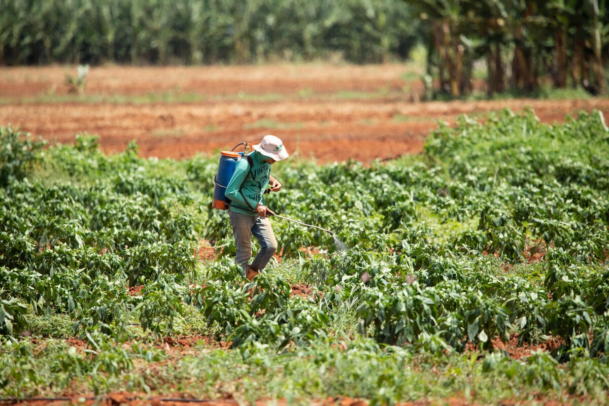 Pacote do Veneno: sociedade pede derrubada da nova lei de agrotóxicos no STF