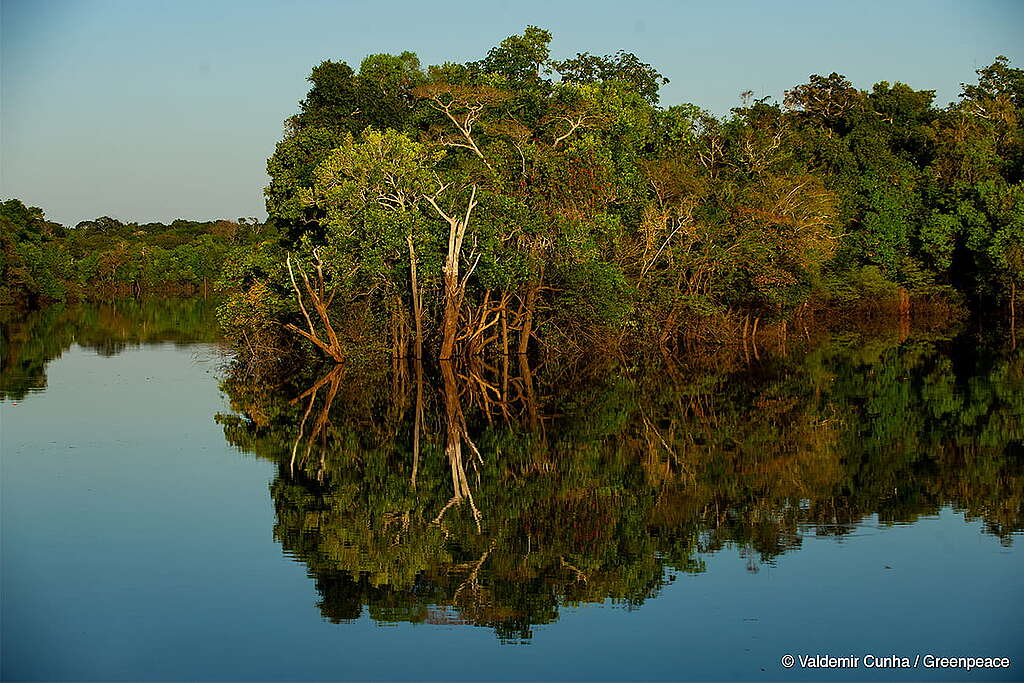 A foto exibe árvores e vegetação na margem do Rio Manicoré, no sul do estado do Amazonas, na Amazônia, Brasil. Na parte inferior da foto, temos o rio, com sua água escura e refletindo as árvores ao redor.