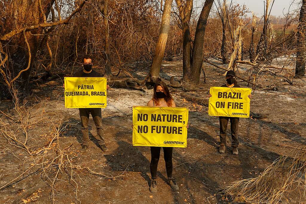 Três ativistas do Greenpeace Brasil foram fotografados em área queimada no Pantanal. Os ativistas estão segurando banners escritos: ''Pátria Queimada Brasil'', ''No Nature, No Future'' e ''Brazil On Fire''.