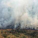 Greenpeace Brazil conducted flyovers in the southern Amazonas and northern Rondônia to monitor deforestation and wildfires in the biome in July 2024. With more than 10,000 hotspots this month alone, the country has a record number of fires for the period in almost twenty years in the Amazon. Forest fires and wildfires were also recorded in Indigenous Lands and Conservation Units.
O Greenpeace realizou sobrevoos no sul do Amazonas e no norte de Rondônia para monitorar o desmatamento e queimadas no bioma em julho de 2024. Com mais de 10 mil focos somente neste mês, o país tem recorde de fogo para o período em quase vinte anos na Amazônia. Incêndio florestal e queimadas também foram registrados em Terras Indígenas e Unidades de Conservação.