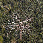 Greenpeace Brazil conducted an aerial survey in southern Amazonas and northern Rondônia to monitor deforestation and fires in July 2024. With over 10,000 hotspots just this month, the country has set a record for fire activity in nearly twenty years in the Amazon. Forest fires and burns were also reported in Conservation Units and properties financed with rural credit.
O Greenpeace Brasil realizou sobrevoo no sul do Amazonas e no norte de Rondônia para monitorar o desmatamento e queimadas em julho de 2024. Com mais de 10 mil focos somente neste mês, o país tem recorde de fogo para o período em quase vinte anos na Amazônia. Incêndio florestal e queimadas também foram registrados em Unidades de Conservação e propriedades financiadas com crédito rural.