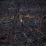 Greenpeace Brazil was in Mato Grosso do Sul, in the southern part of the Pantanal, to document the impacts of the fires that devastate the biome on its biodiversity and people's lives.
O Greenpeace Brasil esteve no Mato Grosso do Sul, na parte sul do Pantanal, para documentar os impactos das queimadas que assolam o bioma em sua biodiversidade e na vida das pessoas.