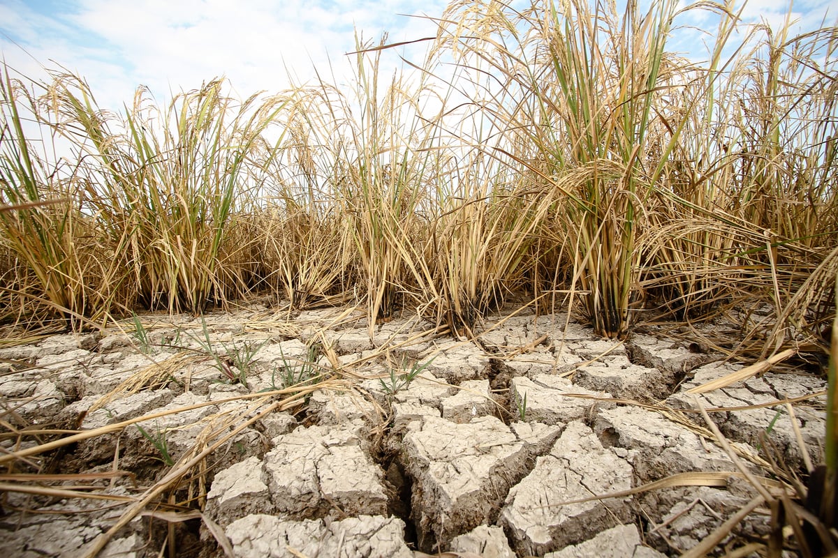 El Niño Drought in the Philippines. © Karlos Manlupig / Greenpeace