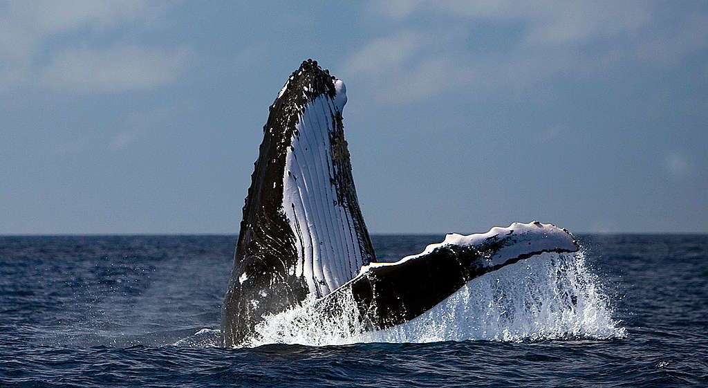 Гърбат кит край брега на Тонга © Пол Хилтън / „Грийнпийс“