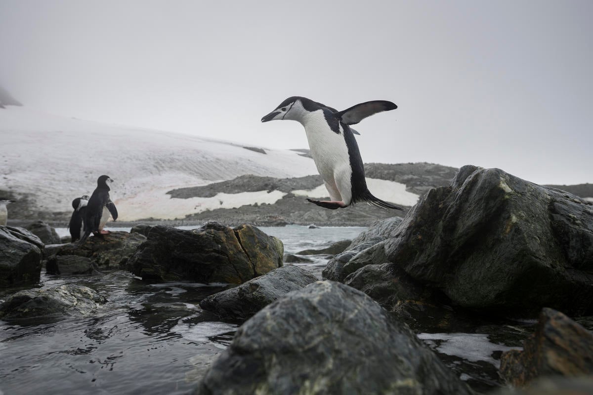 Chinstrap Penguins in Antarctica. © Christian Åslund / Greenpeace