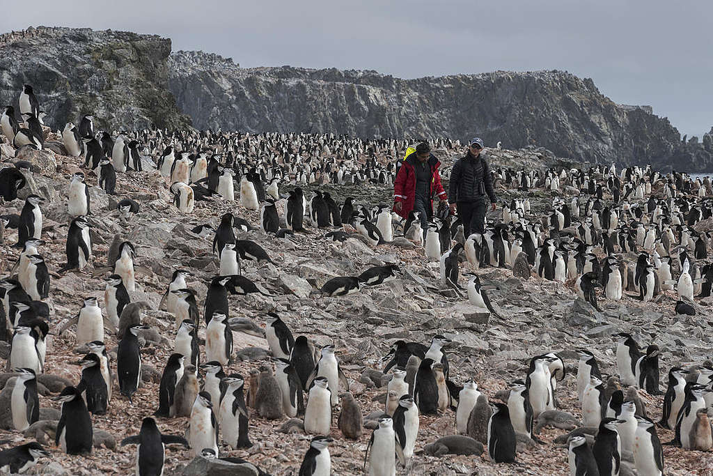 Колония от пингвини в Антарктида  © Кристиан Аслунд / „Грийнпийс“ 