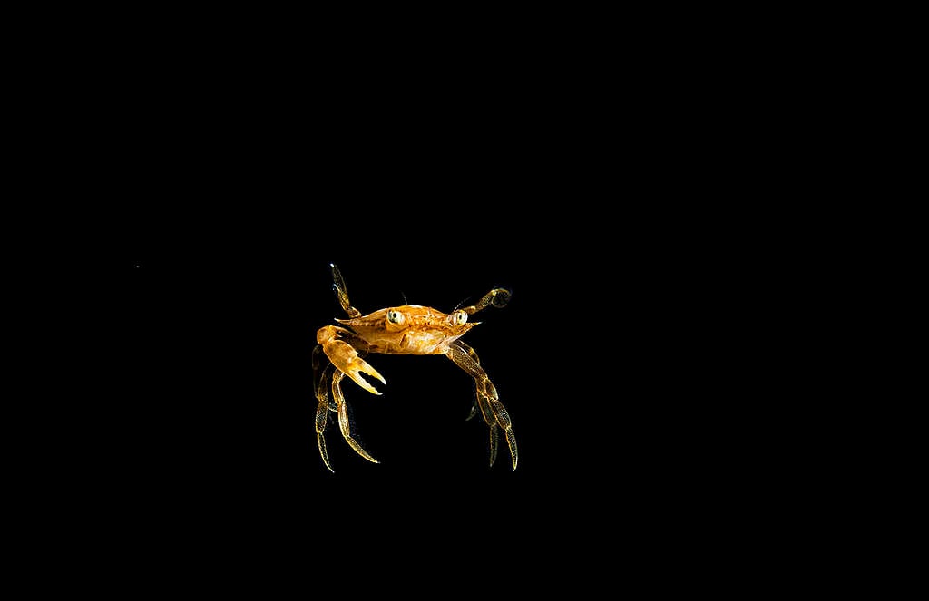 Рак в Саргасово море на 10 метра дълбочина през нощта. © Шейн Грос/ „Грийнпийс“ © Shane Gross / Greenpeace