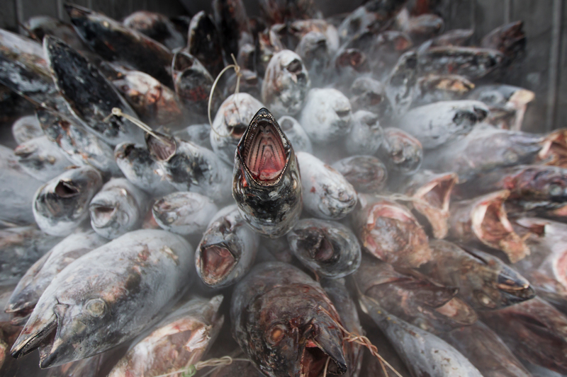 Бяла риба тон, уловена край о. Самоа в Тихия океан, подготвена за изпращане към фабриката за консервиране. Заради вкусовите качества на месото си тази риба е сред видовете, подложени на свръхулов. © Paul Hilton / Greenpeace
