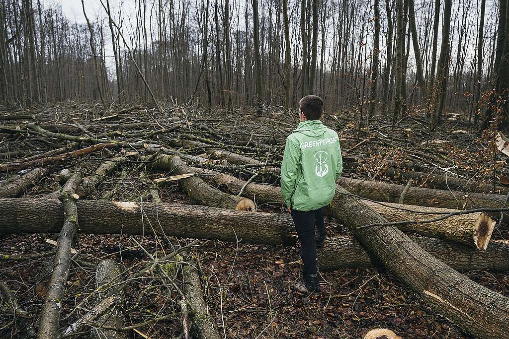 Европейският закон срещу обезлесяването  дава надежда, че подобни регулации ще бъдат приети и в други държави, като например в Китай и САЩ. © Thomas Victor / Greenpeace