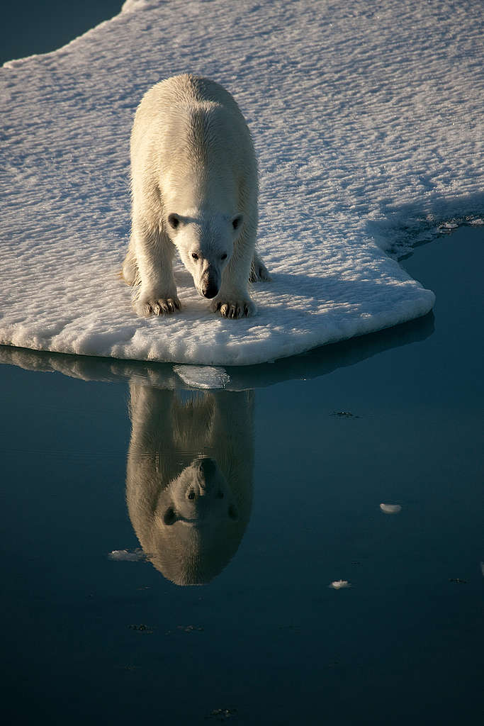 Polar Bear in Greenland. © Nick Cobbing / Greenpeace