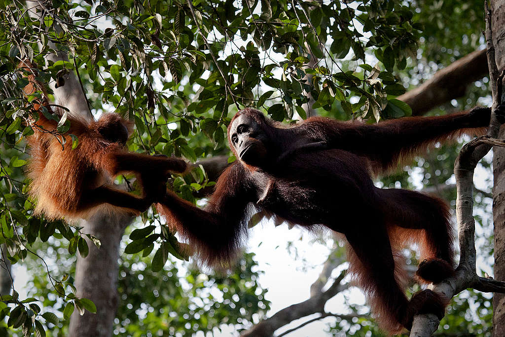 Orangutan at Tanjung Puting National Park. © Ulet  Ifansasti / Greenpeace