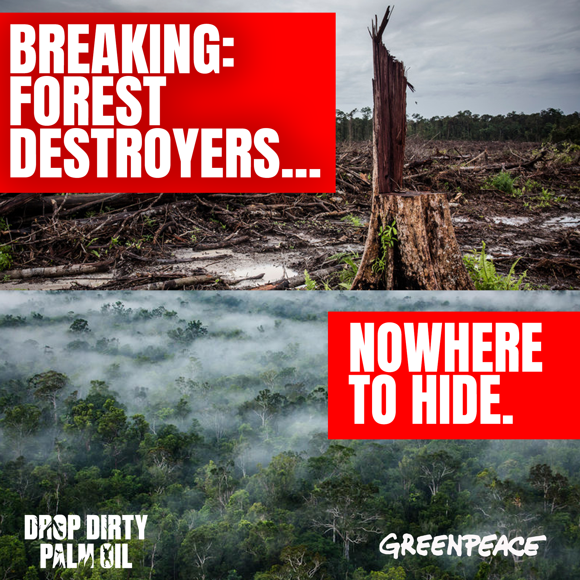 Forest-destroying palm oil companies nowhere to hide.