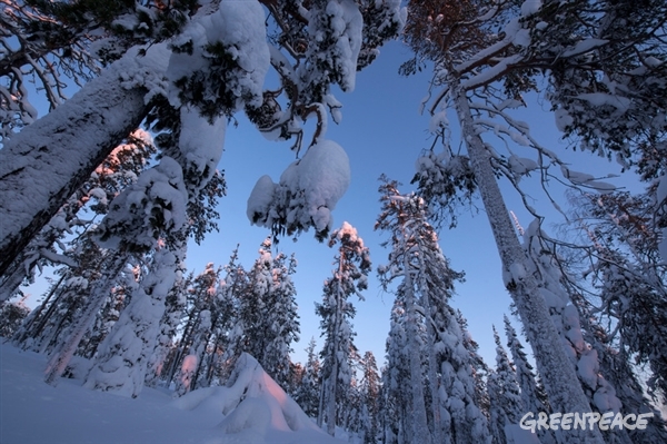 Arbres de la forêt boréale