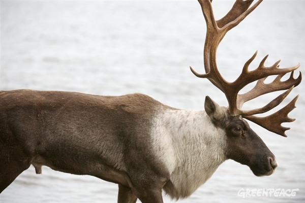 Caribou forestier