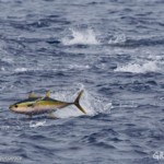 Winning on the world’s largest tuna company and what it means for the oceans