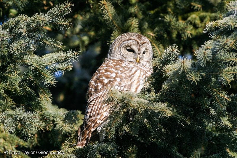 Barred Owl in Canadian Boreal Forest