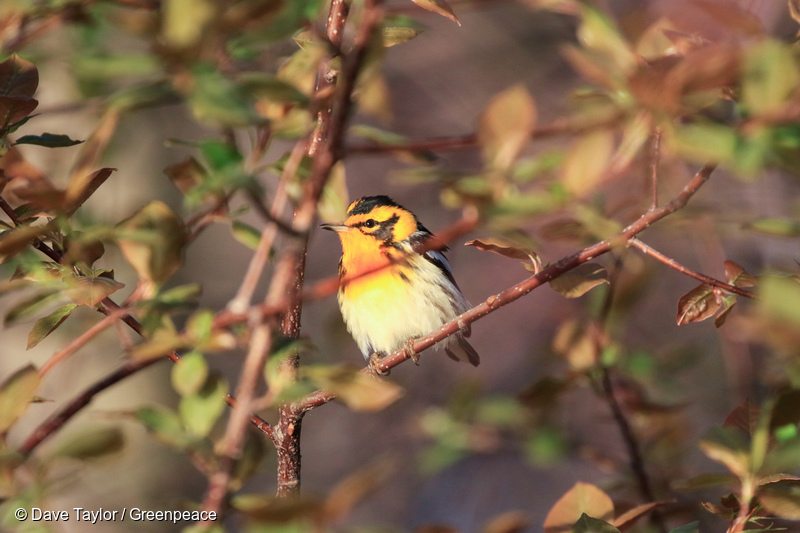 Blackburnian Warbler in Canadian Boreal Forest