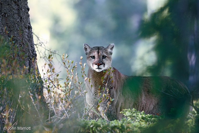 Wild Mountain Lion in Canada