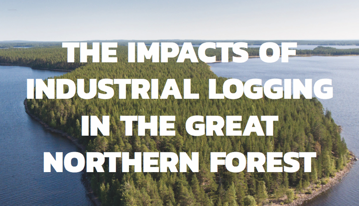 The Impacts of Logging in the Great Northern Forest - Greenpeace Canada