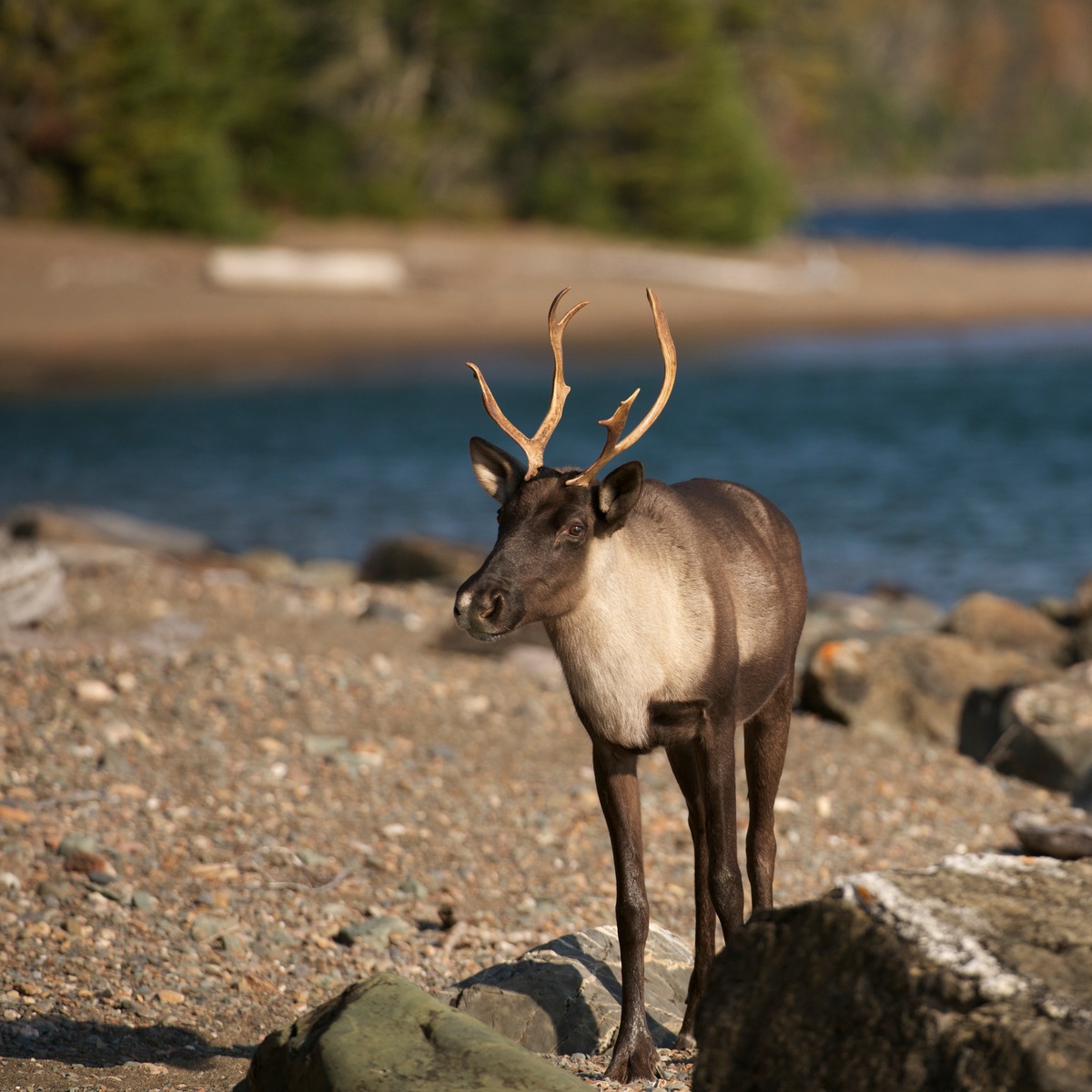 Woodland Caribou in Canada. © Markus Mauthe