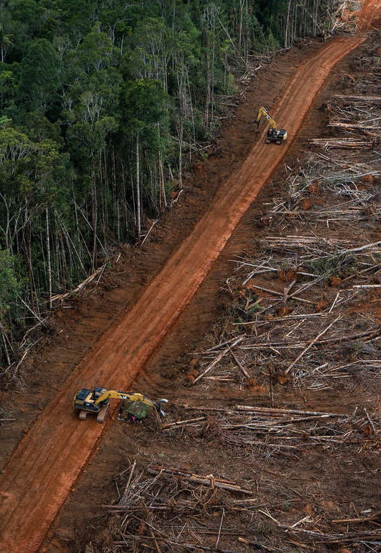 Dites aux entreprises d'abandonner l'huile de palme destructrice -  Greenpeace Canada
