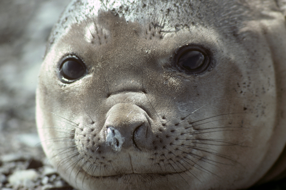 Seal in Antarctica. © Jorge Gutman