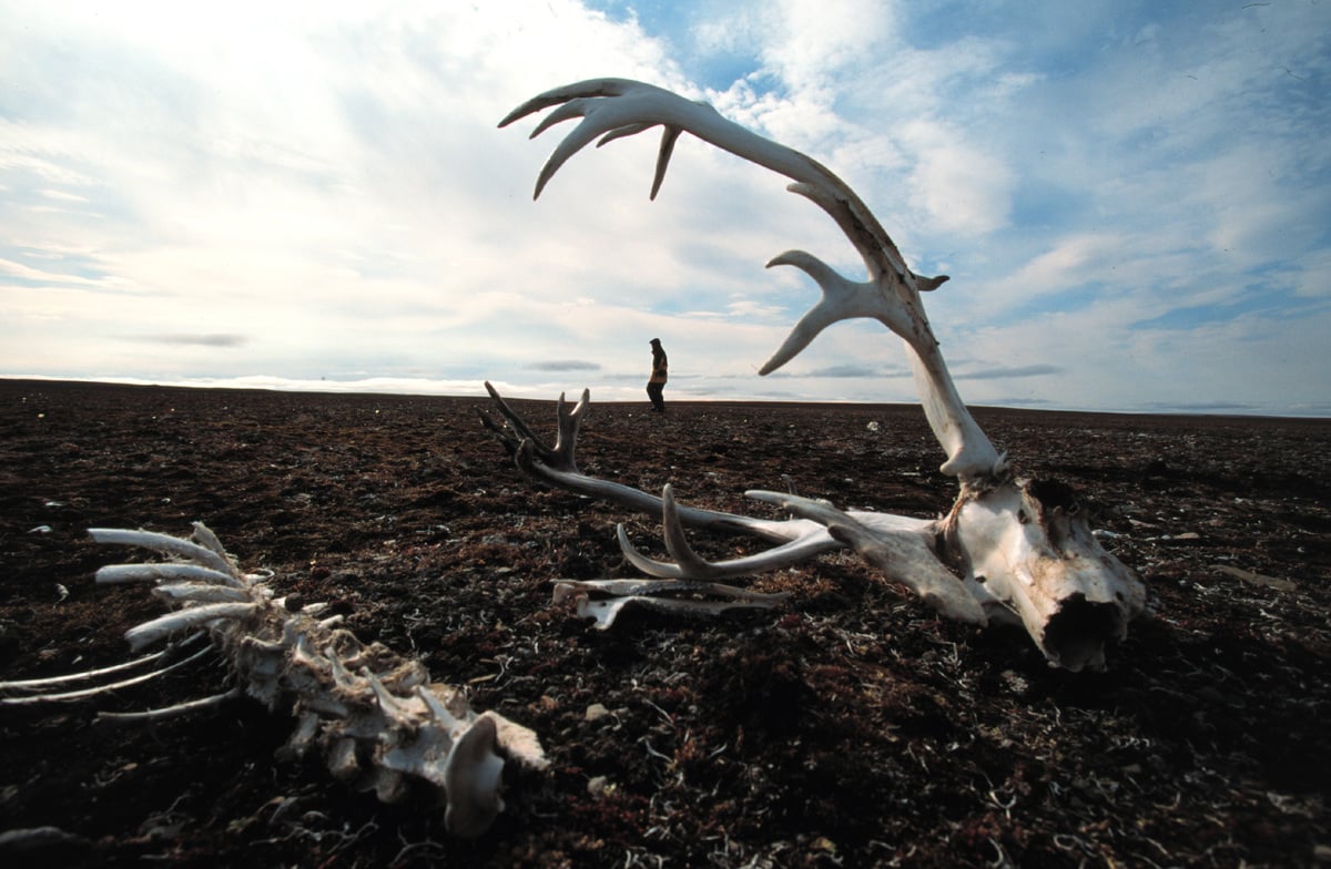 Greenpeace Investigating Peary Caribou Deaths due to Climate Change. © Steve Morgan