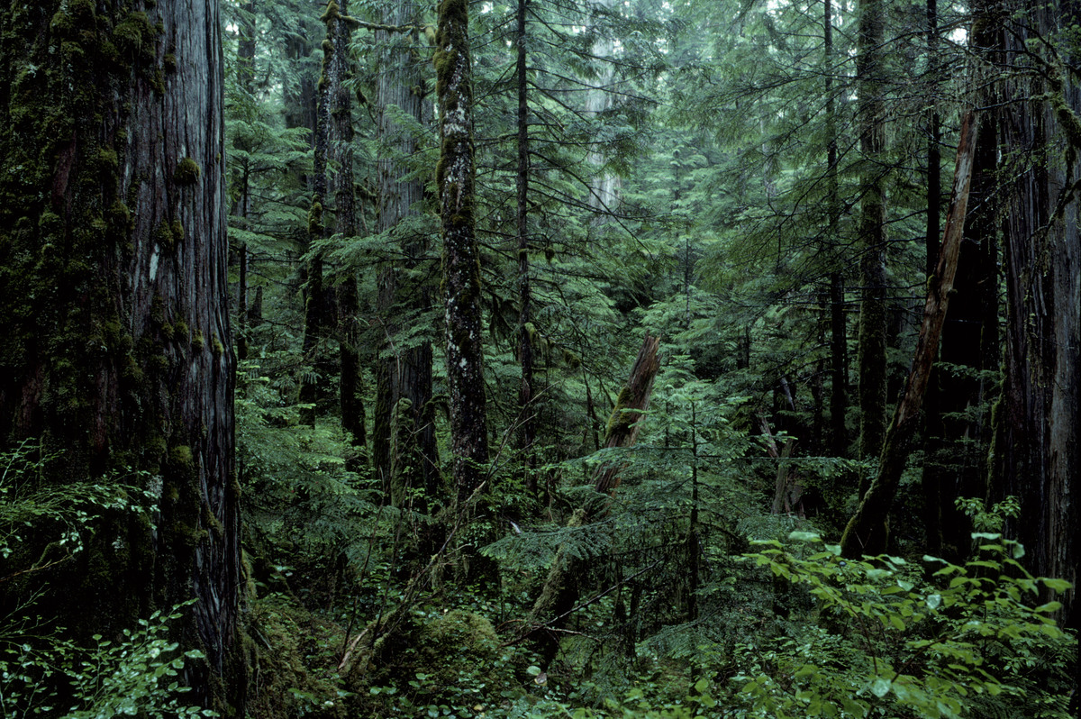 Temperate forest. British Columbia, Canada. © Greenpeace / Takeshi Mizukoshi