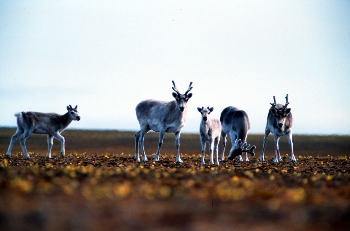 Greenpeace Investigating Peary Caribou Deaths due to Climate Change. © Greenpeace / Steve Morgan