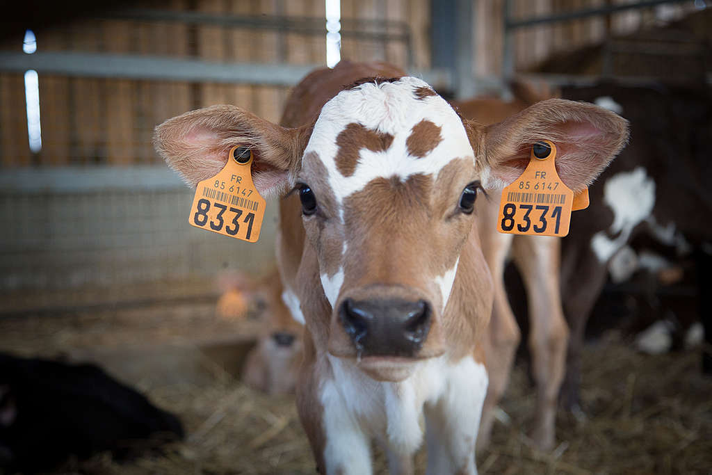 Calves in an Ecological Farm in France. © Elsa Palito / Greenpeace