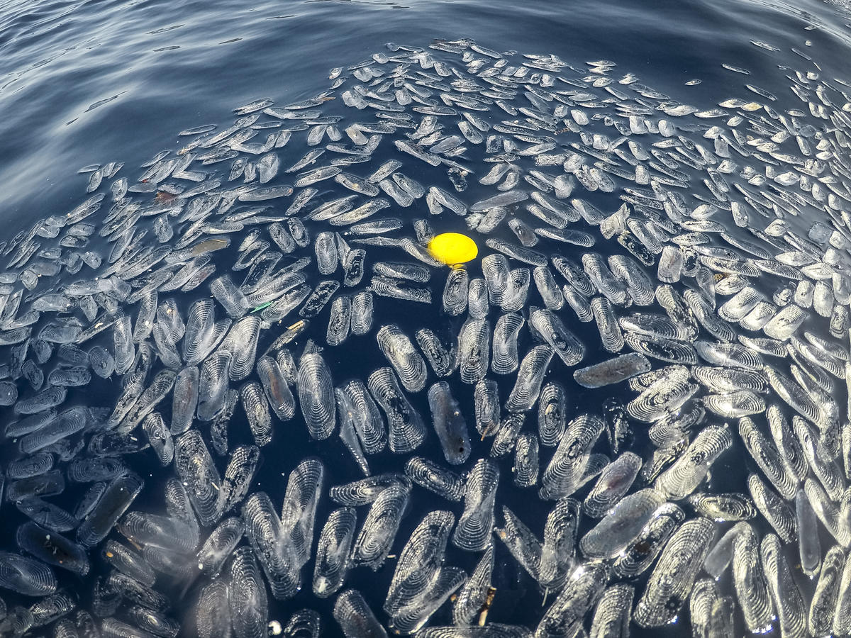 Floating Plastic Waste off Capraia Island. © Francesco Alesi / Greenpeace