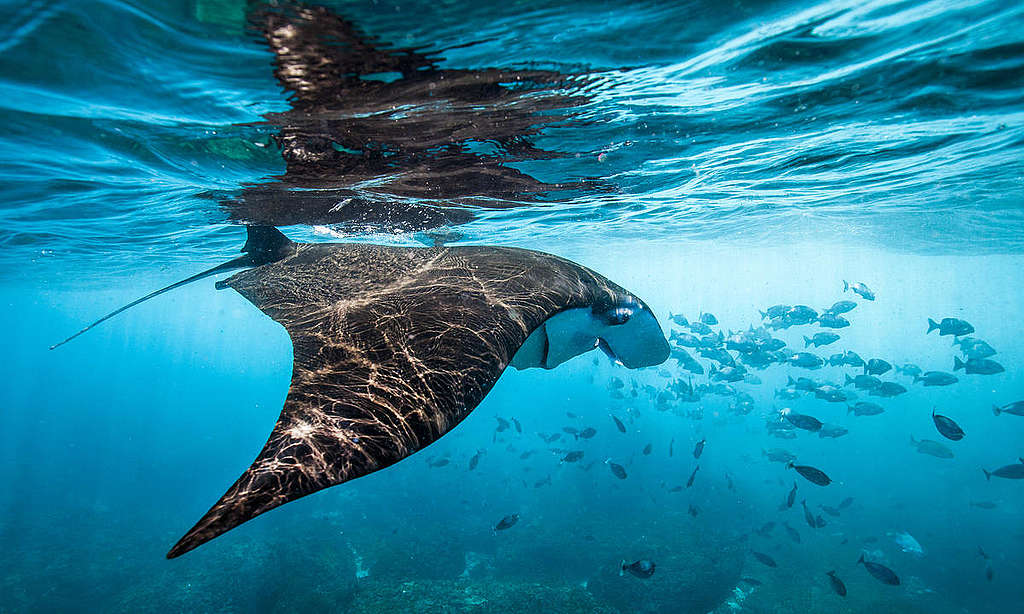 Manta Ray off Nusa Penida Island. © Paul Hilton / Greenpeace