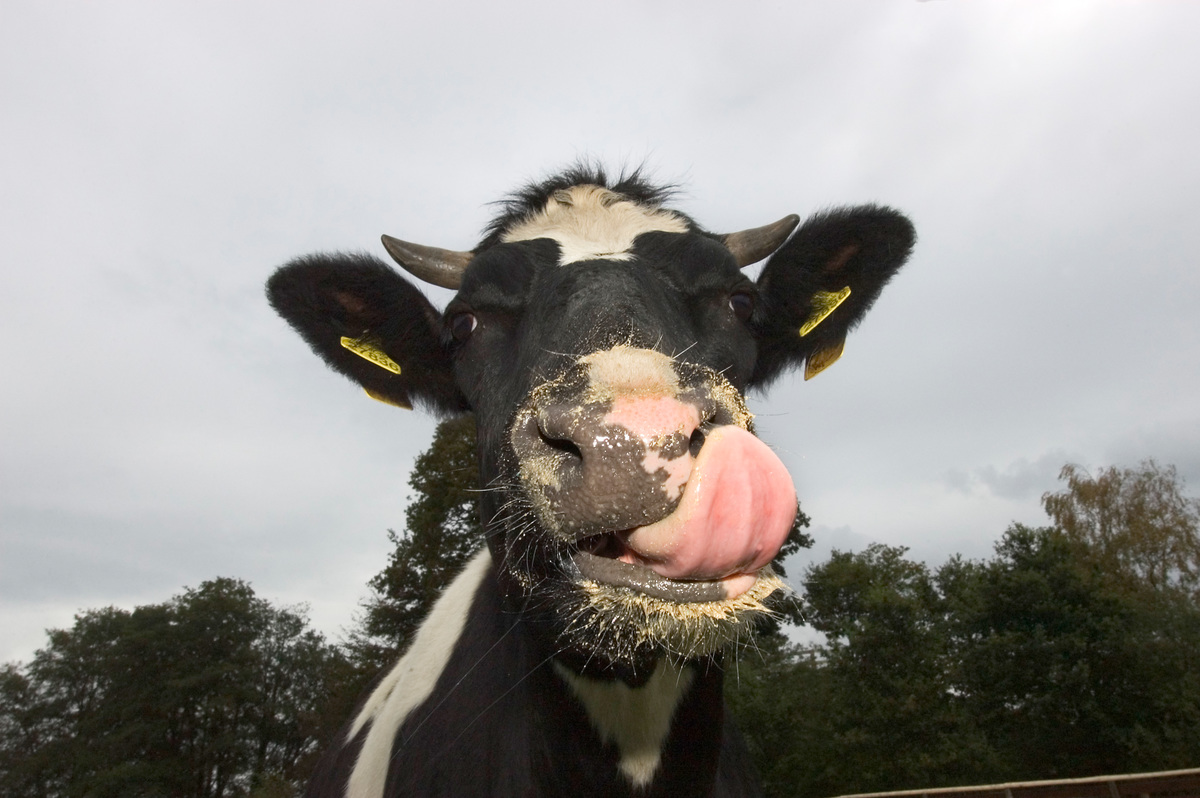 Cow in Animal Park Arche Warder in Germany. © Sabine Vielmo / Greenpeace