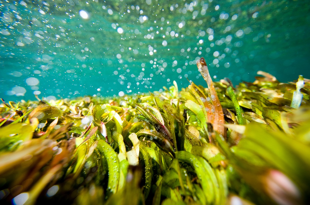 Sea Grass in the Maldives. © Greenpeace / Paul Hilton